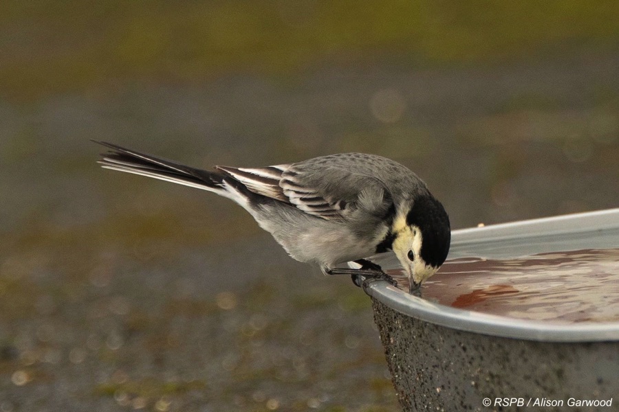 Pied wagtail drinking from a trough